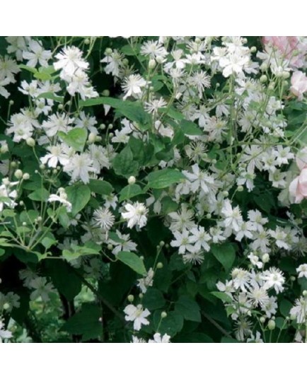 Clematis 'Paul Farges' - Clematite