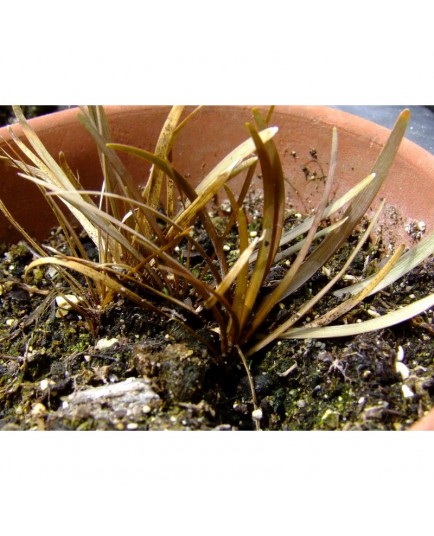 Carex berggrenii - Carex de Berggren