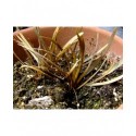 Carex berggrenii - Carex de Berggren