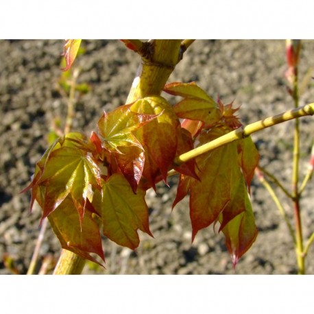 Acer cappadocicum 'Aureum' - érables