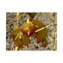 Acer cappadocicum 'Aureum' - érables