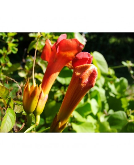 Campsis radicans 'Indian Summer' ® - Jasmin de Virginie