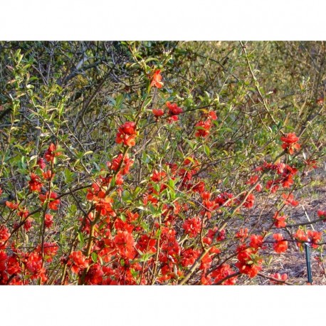 Chaenomeles superba x 'Clementine' - Cognassier fleur