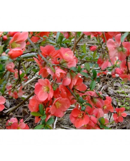 Chaenomeles superba x 'Stanford Red' - Cognassier fleur