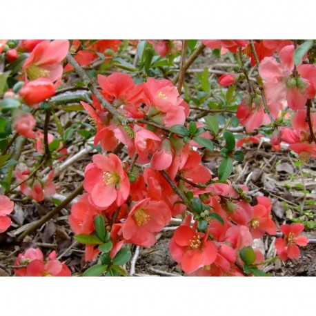 Chaenomeles superba x 'Stanford Red' - Cognassier fleur