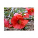 Chaenomeles superba x 'Stanford Red' - Cognassier fleur