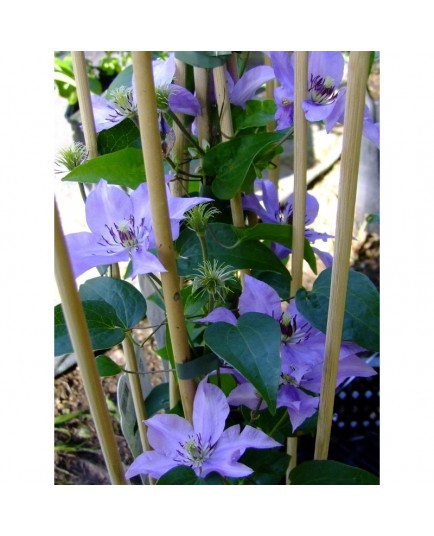 Clematis 'Königskind' - Clématite