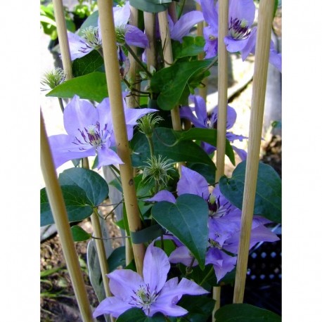 Clematis 'Königskind' - Clématite