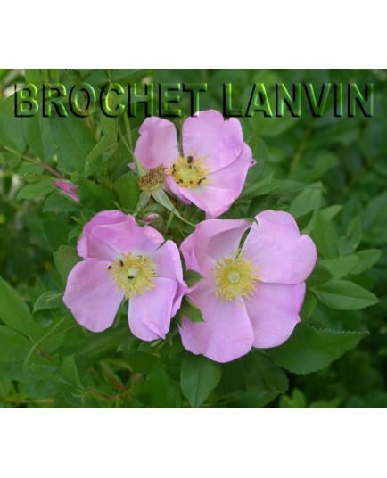Rosa acicularis – rosier botanique - Rosaceae