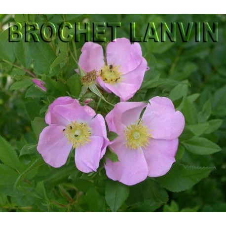 Rosa acicularis – rosier botanique - Rosaceae
