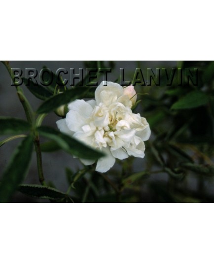 Rosa alba cymbaefolia - rosier cannabina- Rosaceae