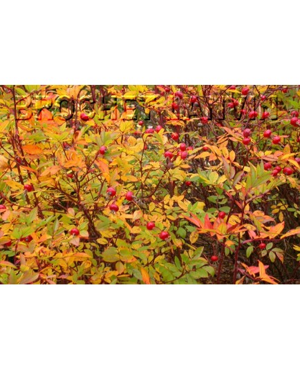 Rosa carolina 'Dart's Presance' – rosier botanique - Rosaceae