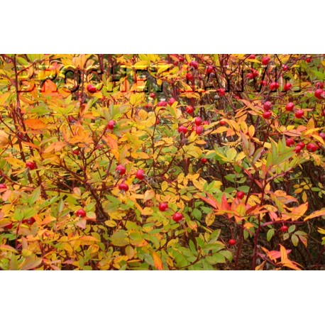 Rosa carolina 'Dart's Presance' – rosier botanique - Rosaceae