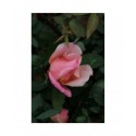 Rosa chinensis f. mutabilis – rosier botanique - Rosaceae