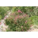 Rosa chinensis f. mutabilis – rosier botanique - Rosaceae