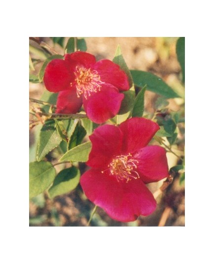 Rosa chinensis 'Sanguinea' - rosiers botanique- Rosaceae