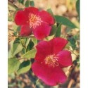 Rosa chinensis 'Sanguinea' - rosiers botanique- Rosaceae