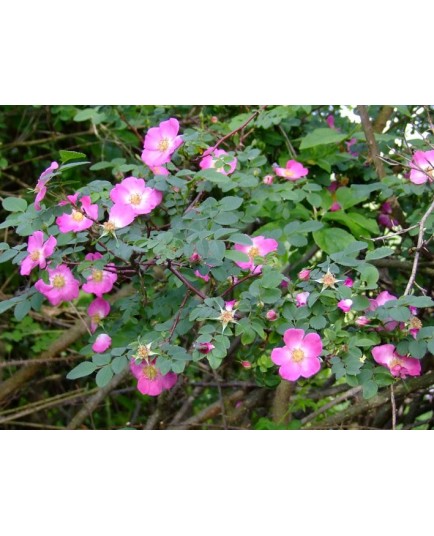 Rosa farreri f.persetosa - Rosaceae - Rosier