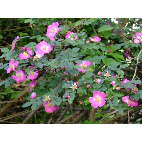 Rosa farreri f.persetosa - Rosaceae - Rosier