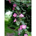 Rosa farreri f.persetosa - Rosaceae - Rosier