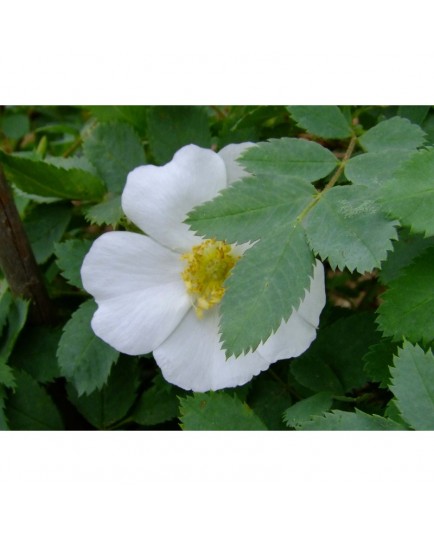 Rosa fedtschenkoana - Rosaceae - rosier