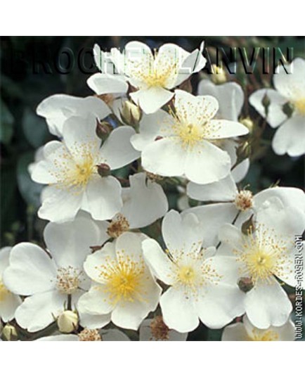 Rosa filipes 'Kiftsgate' - Rosaceae - rosier