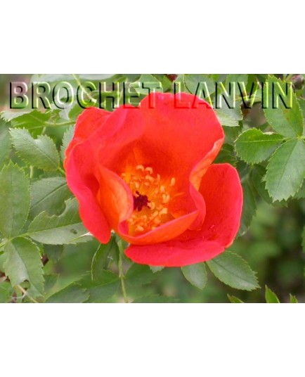 Rosa foetida var bicolor - Rosaceae - rosier