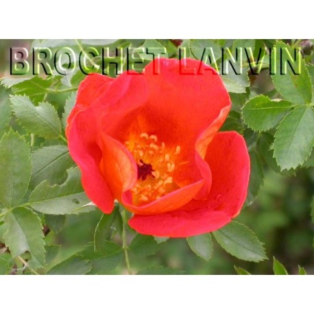 Rosa foetida var bicolor - Rosaceae - rosier
