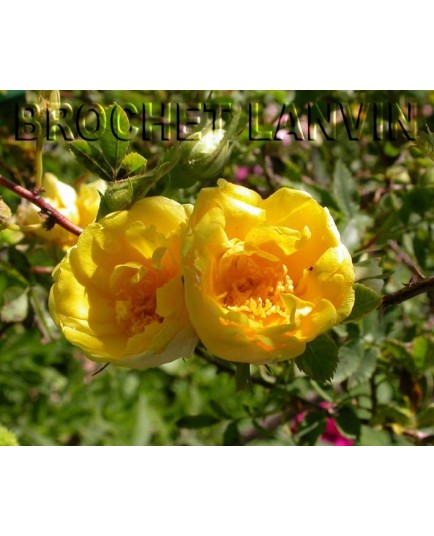 Rosa foetida var.persina - Rosaceae – rosier Persian Yellow