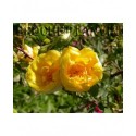 Rosa foetida var.persina - Rosaceae – rosier Persian Yellow