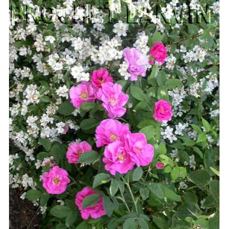 Rosa gallica var. officinalis - Rosaceae - rosier