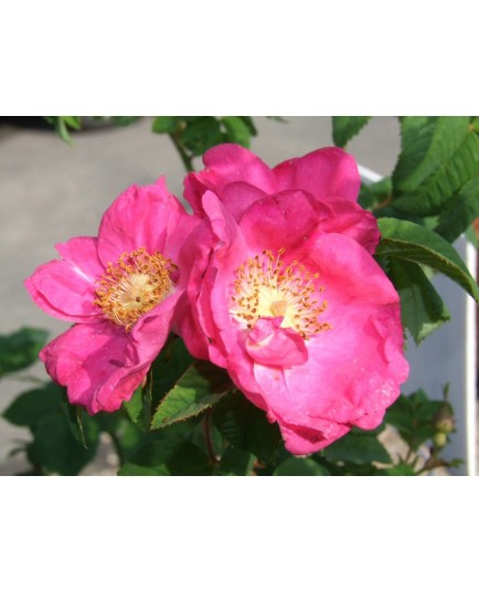 Rosa gallica 'Splendens' - Rosaceae - rosier
