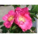 Rosa gallica 'Splendens' - Rosaceae - rosier