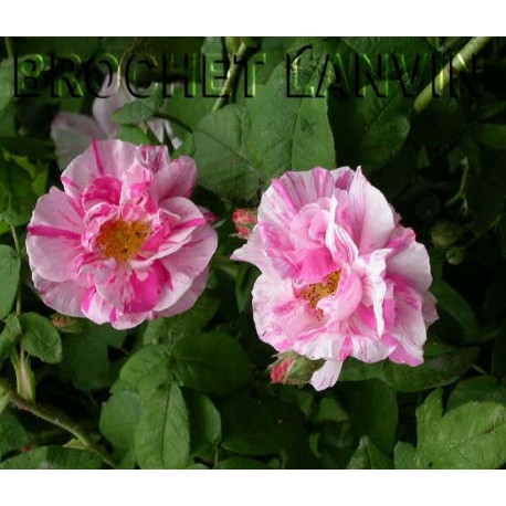 Rosa gallica f. versicolor' - Rosaceae – rosier