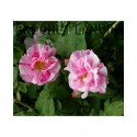 Rosa gallica f. versicolor' - Rosaceae – rosier