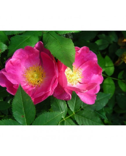 Rosa gallica - Rosaceae - rosier