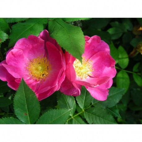 Rosa gallica - Rosaceae - rosier