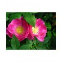 Rosa gallica - Rosaceae - rosier