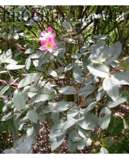 Rosa glauca - Rosaceae - rosier