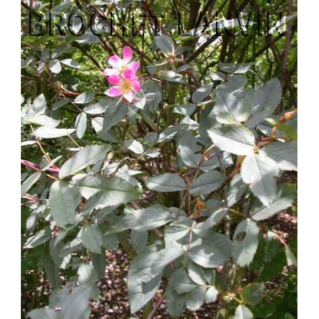 Rosa glauca - Rosaceae - rosier