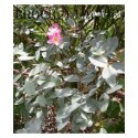 Rosa glauca - Rosaceae - rosier