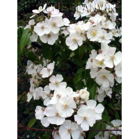 Rosa henryi - Rosaceae - rosier