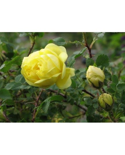 Rosa hugonis 'Flore Pleno' - Rosaceae - Rosier botanique