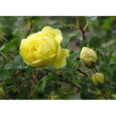 Rosa hugonis 'Flore Pleno' - Rosaceae - Rosier botanique