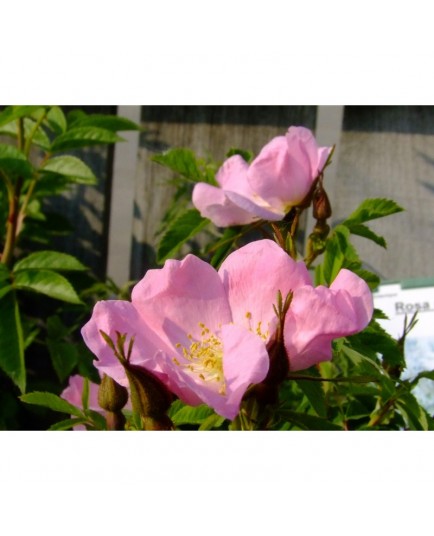 Rosa blanda var glabra - Rosaceae - rosier