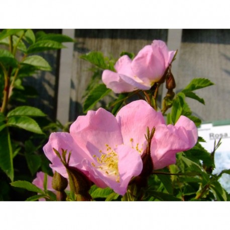 Rosa blanda var glabra - Rosaceae - rosier