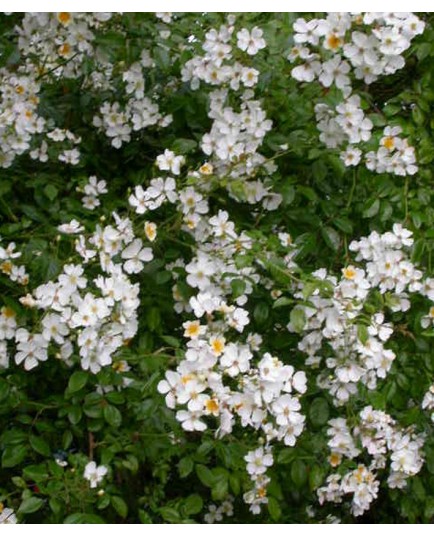 Rosa longicuspis - Rosaceae - rosier