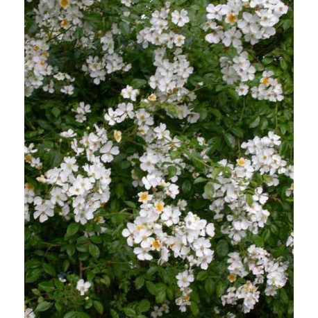 Rosa longicuspis - Rosaceae - rosier