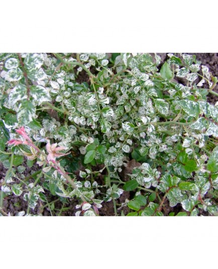 Rosa luciae 'Variegata' - Rosaceae - Rosier