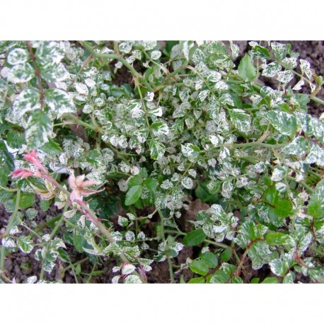 Rosa luciae 'Variegata' - Rosaceae - Rosier